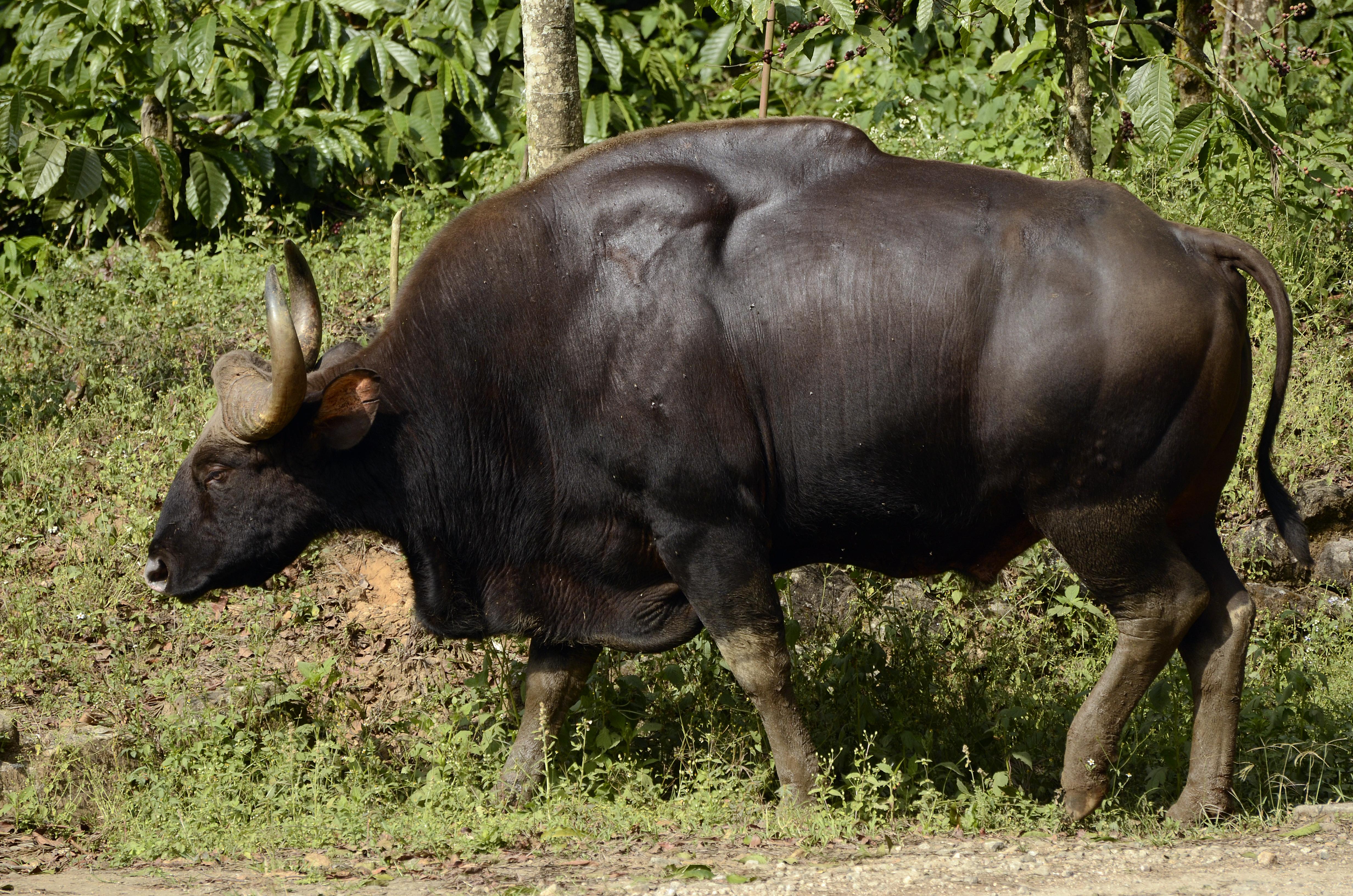 Gaur_Indian_Bison