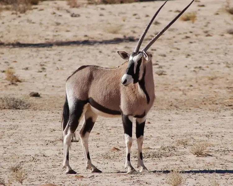 Gemsbok