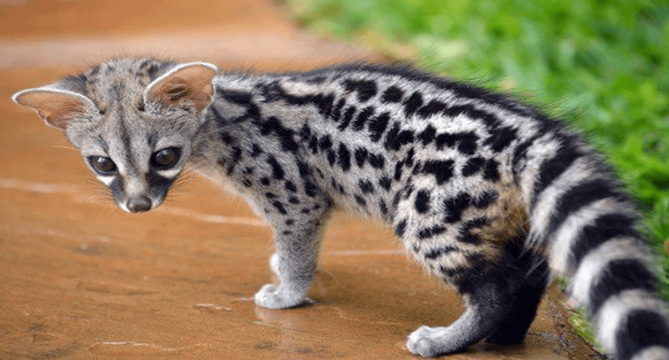 Genet