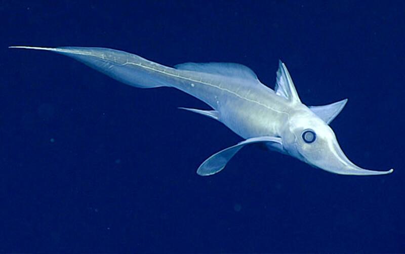 Ghost_Shark_Chimaera