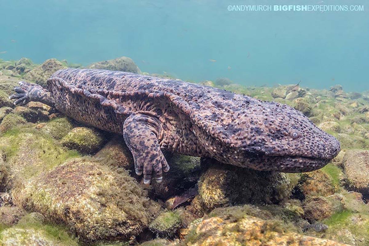 Giant_Salamanders