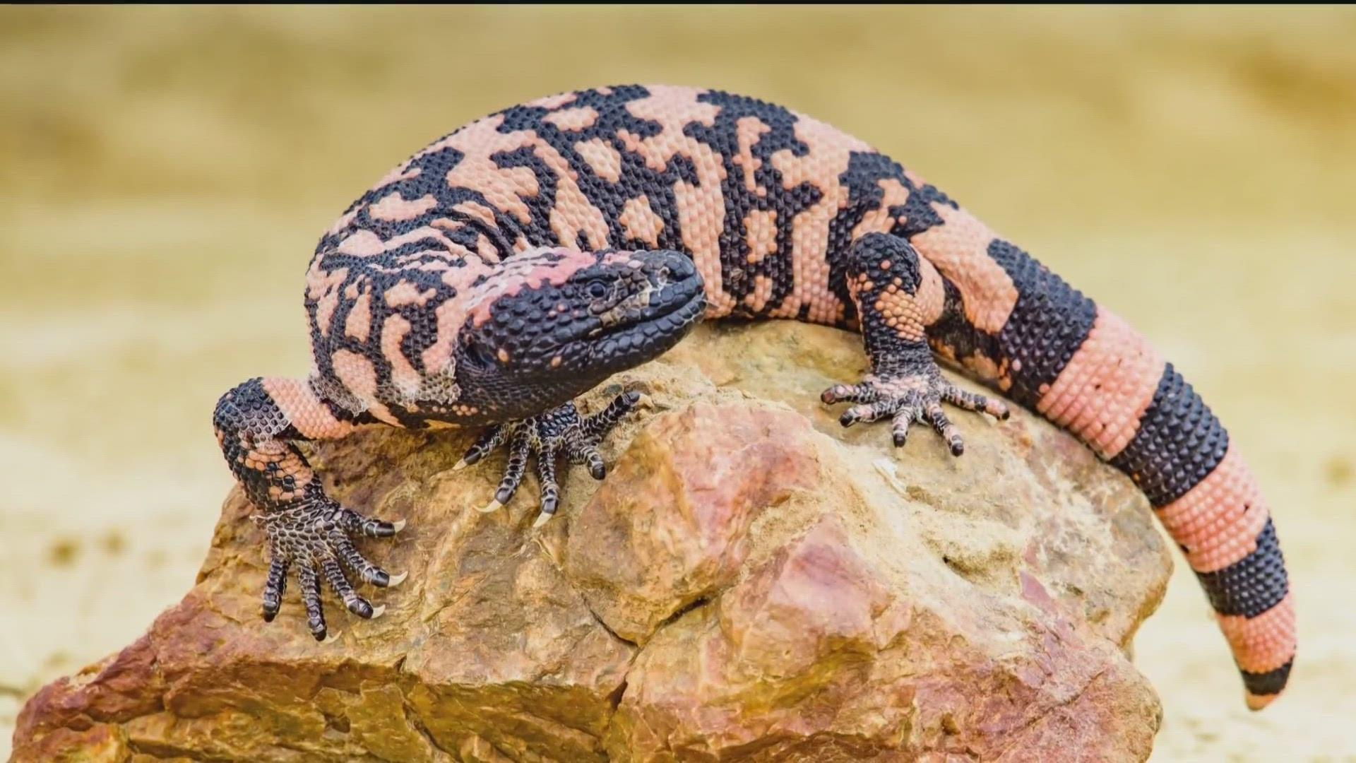 Gila_Monster