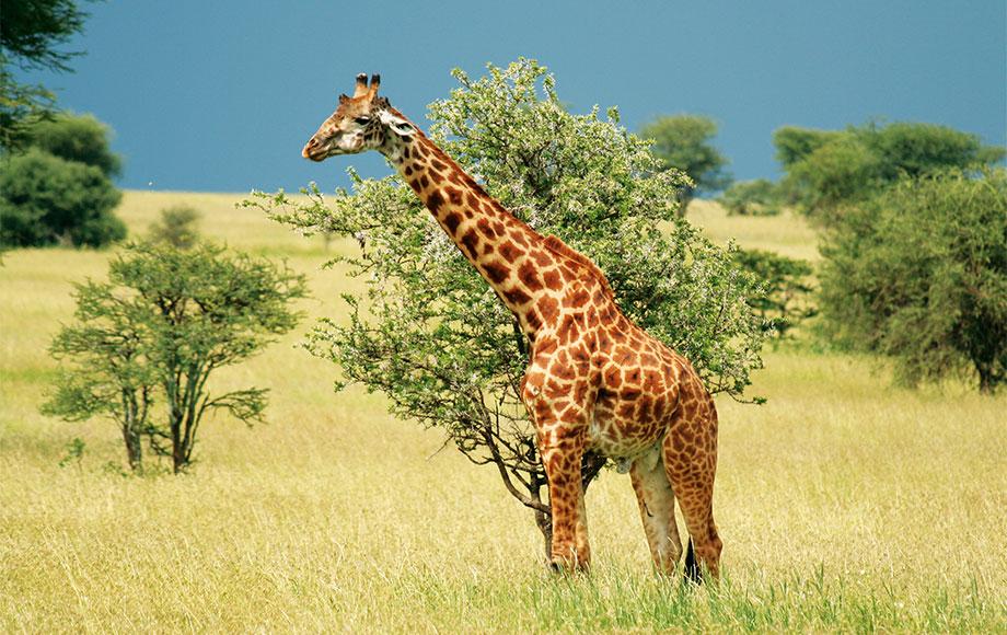 Giraffe