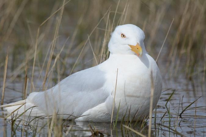 Glaucous_Gull