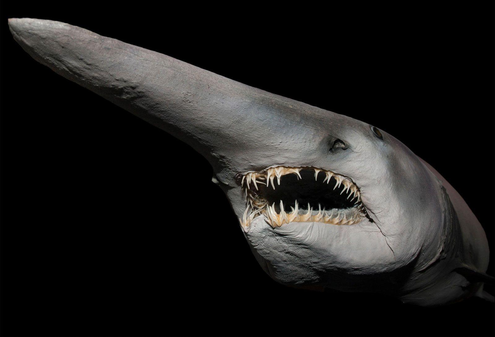 Goblin_Shark