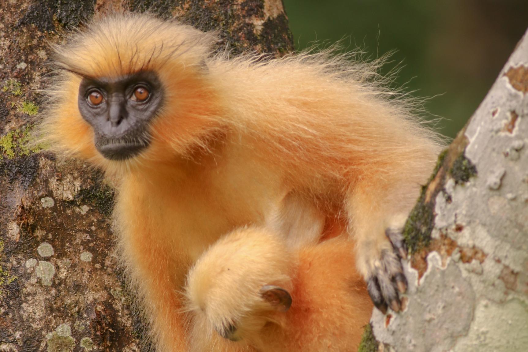 Golden_Langur