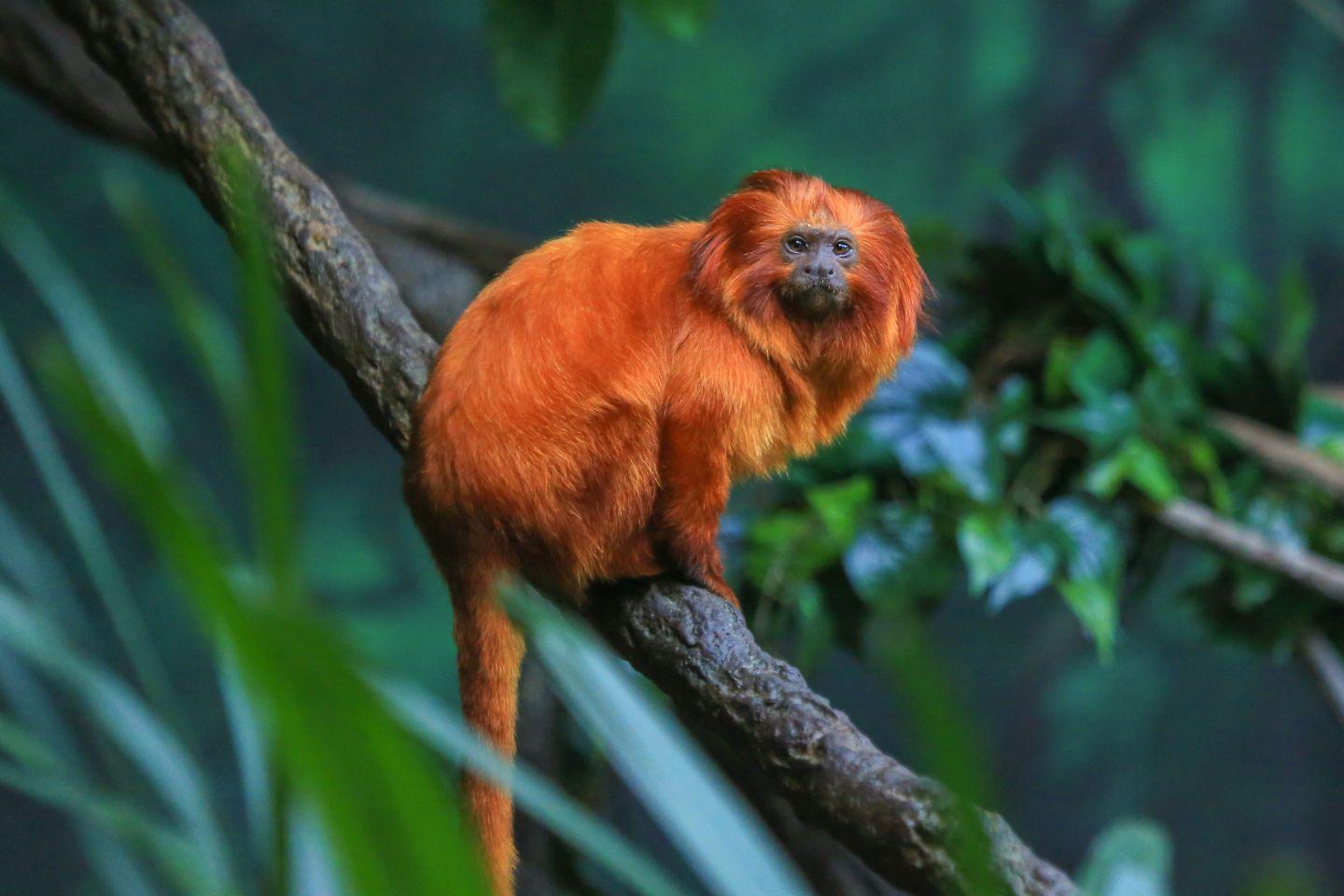 Golden_Lion_Tamarin