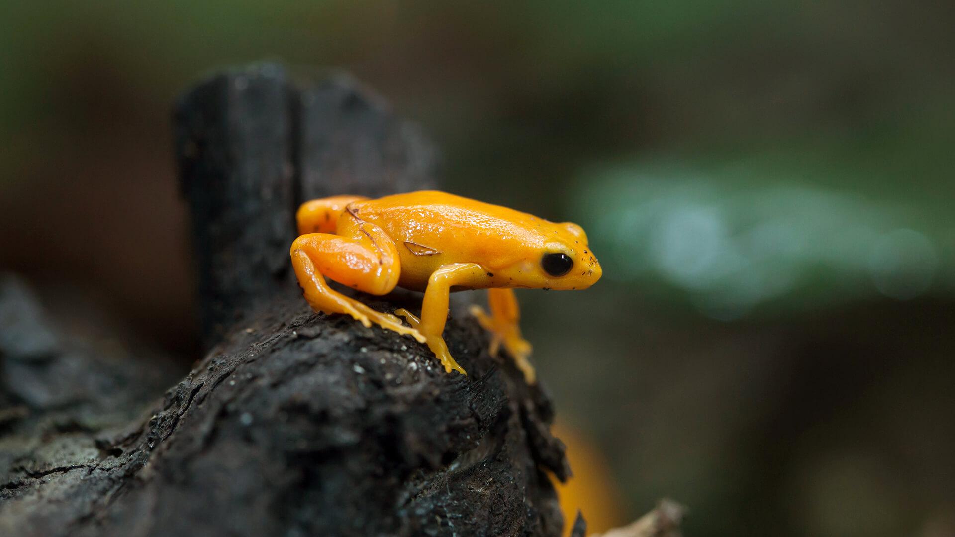 Golden_Mantella