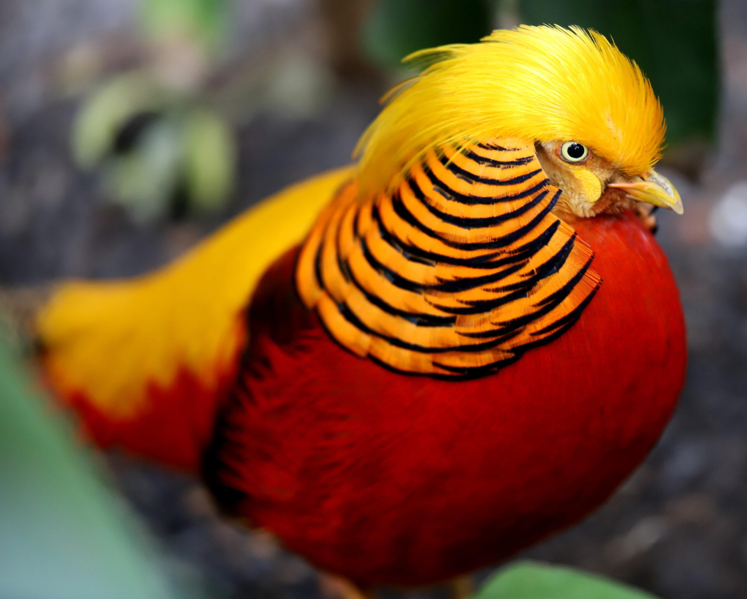 Golden_Pheasant