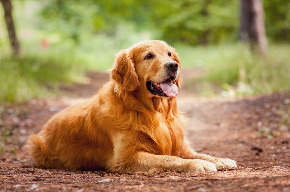 Golden_Retriever