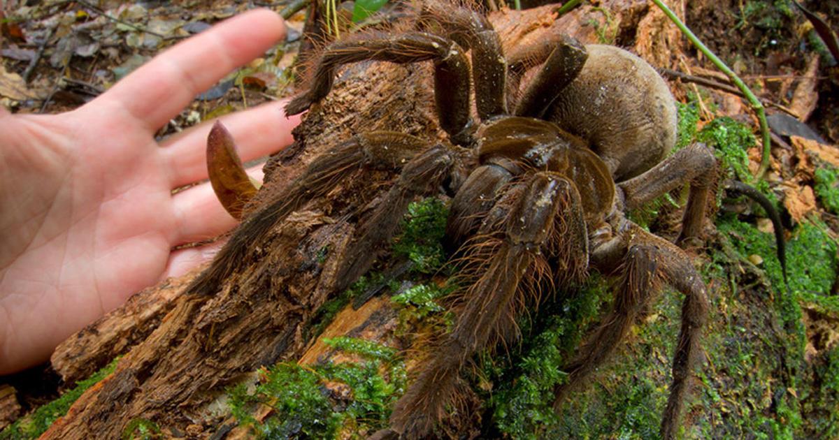 Goliath_Birdeater_Spider