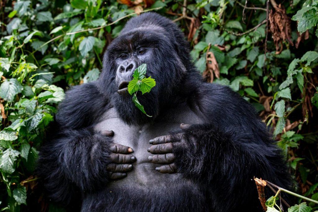 Gorilla