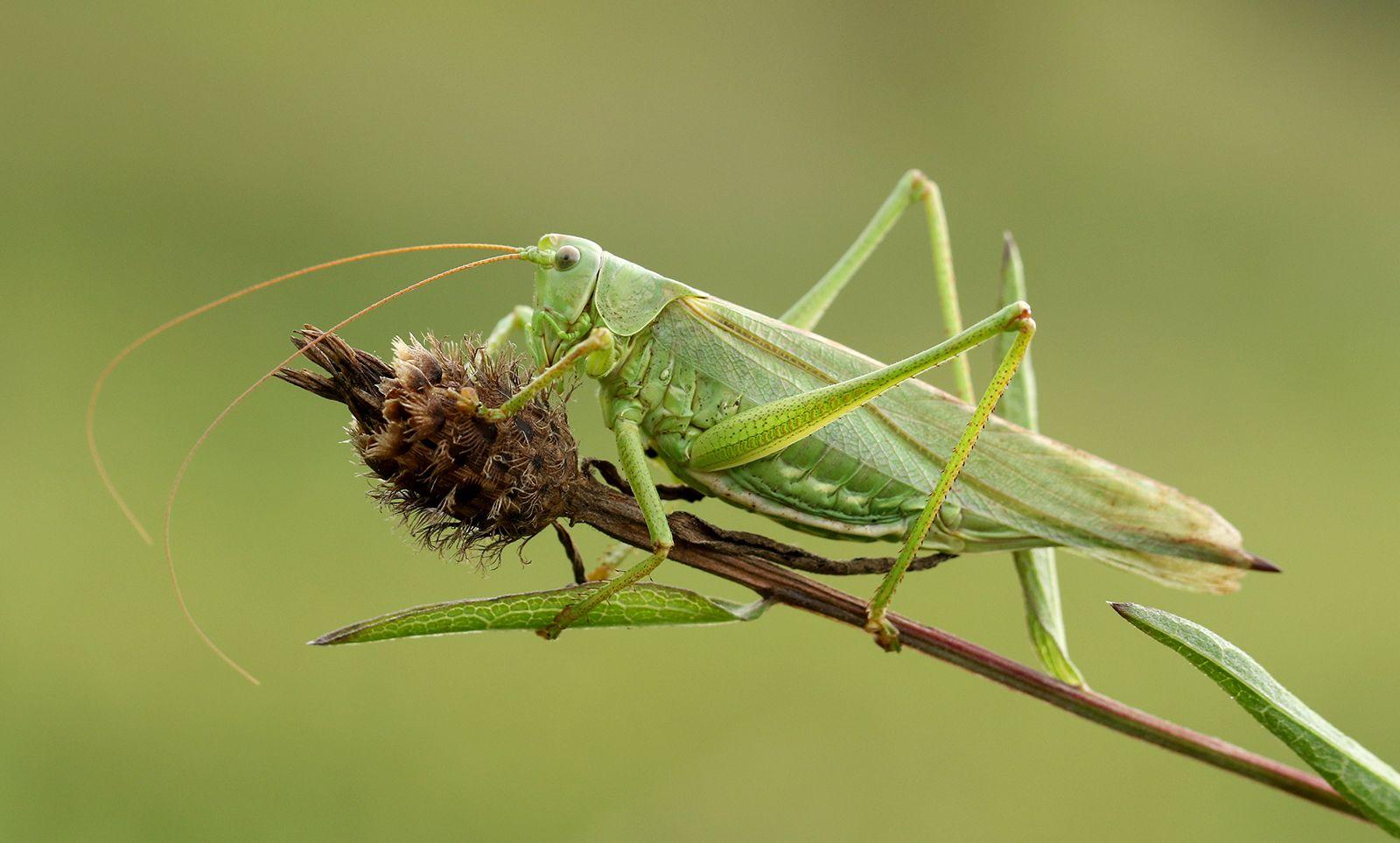 Grasshopper