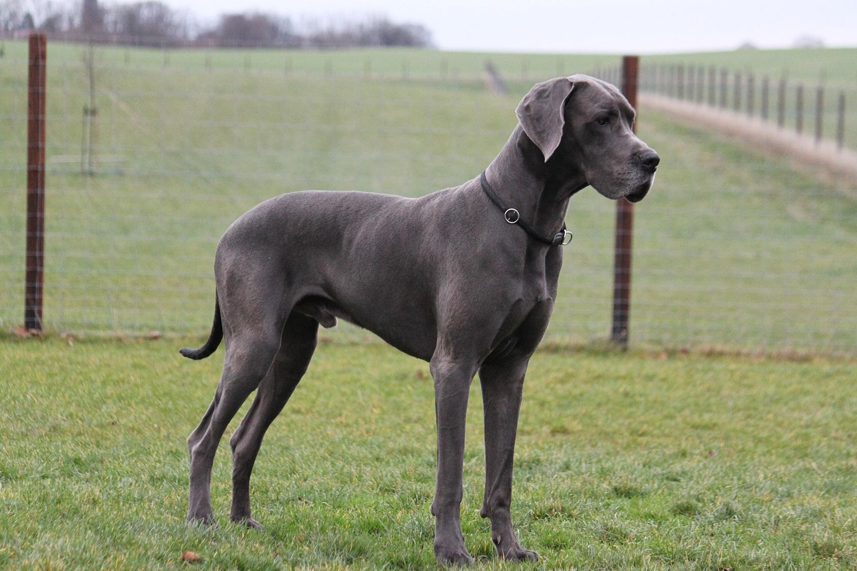 Great_Dane