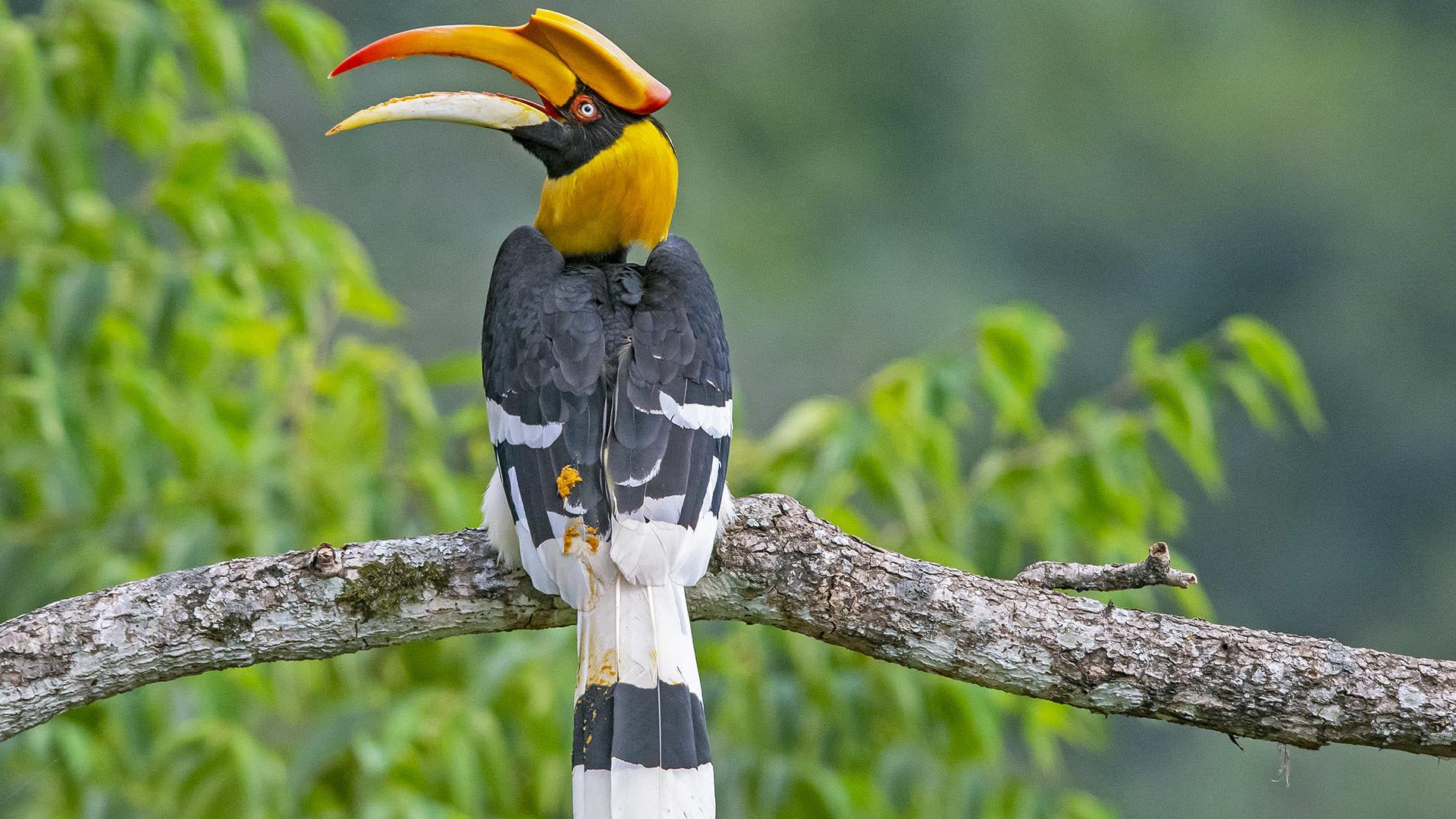 Great_Hornbill