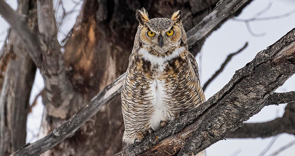 Great_Horned_Owl