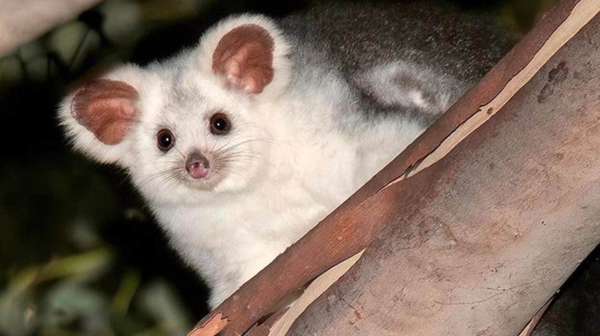 Greater_Glider