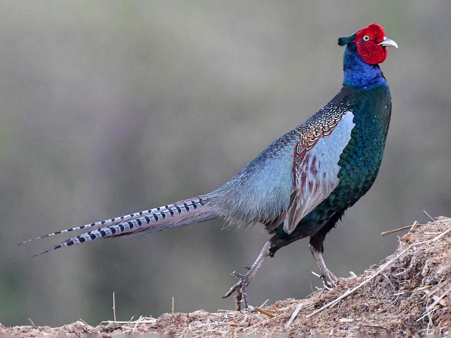 Green_Pheasants