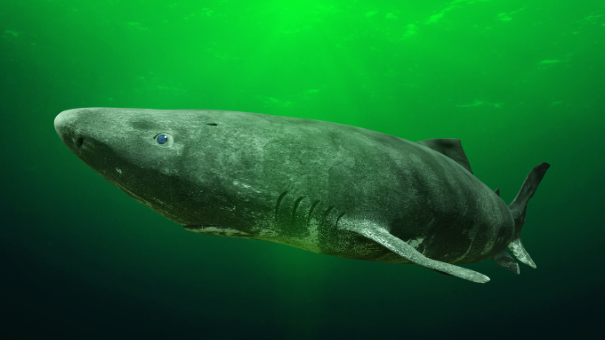 Greenland_Shark