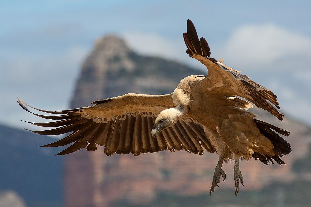 Griffon_Vulture