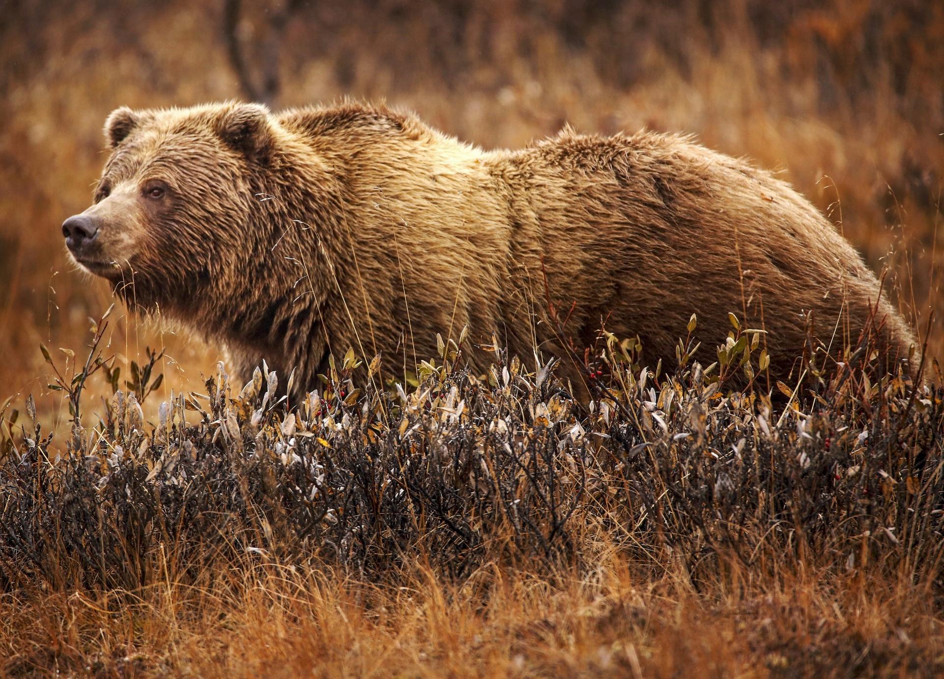 Grizzly_Bear