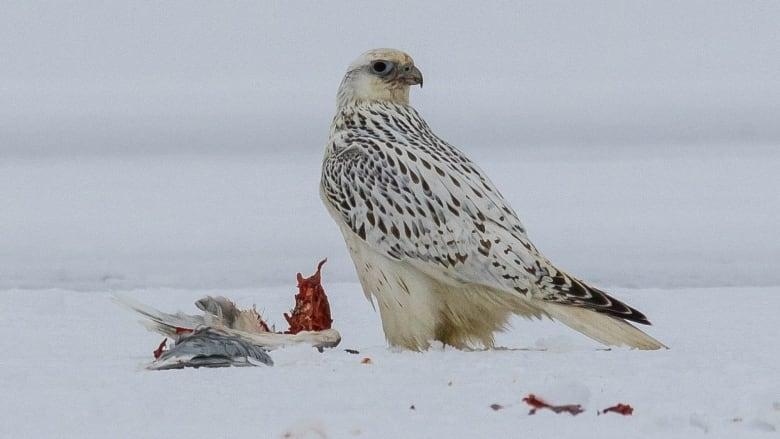 Gyrfalcon