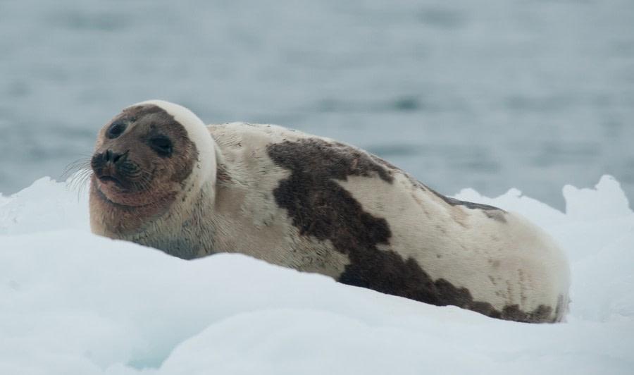 Harp_Seal