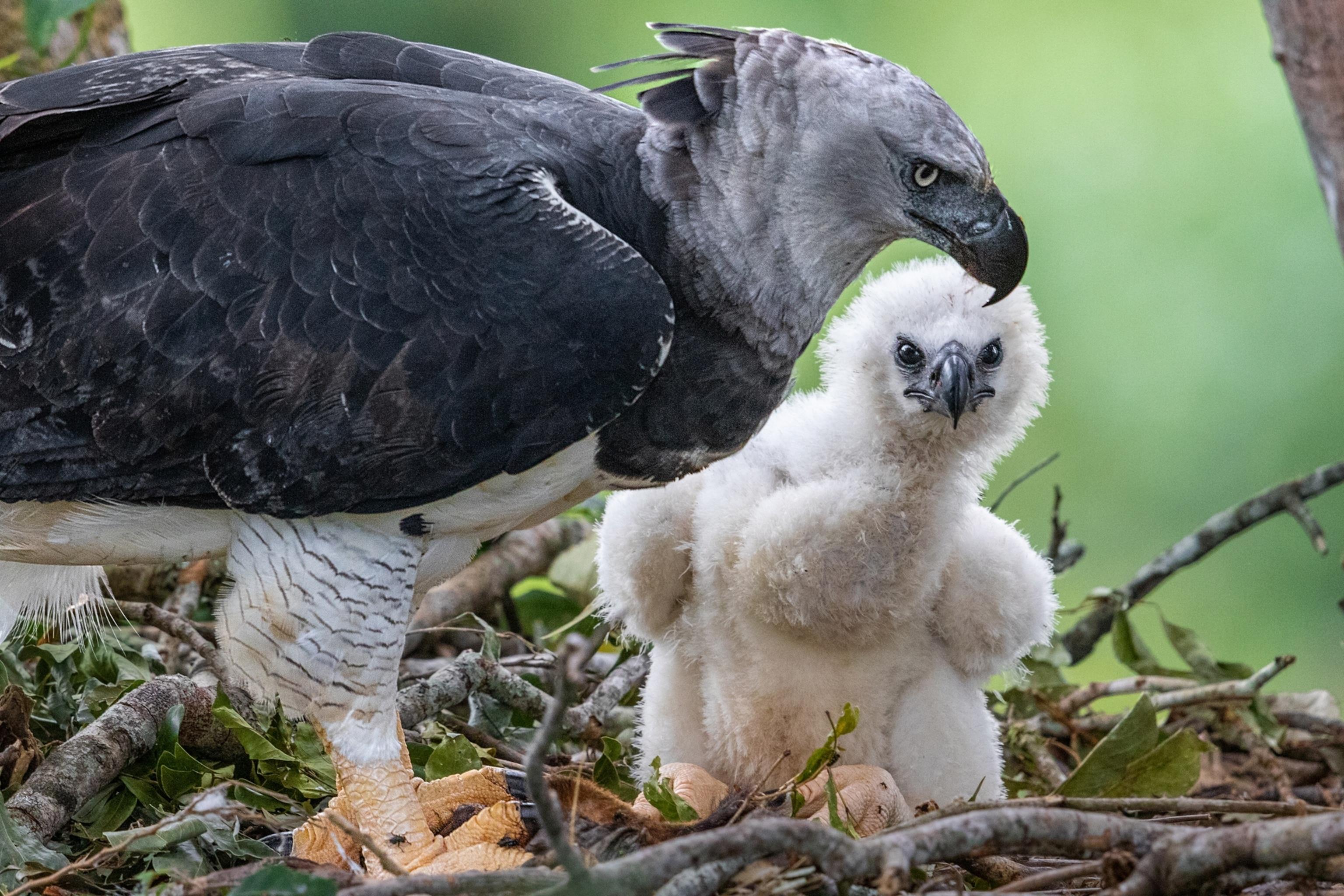 Harpy_Eagle