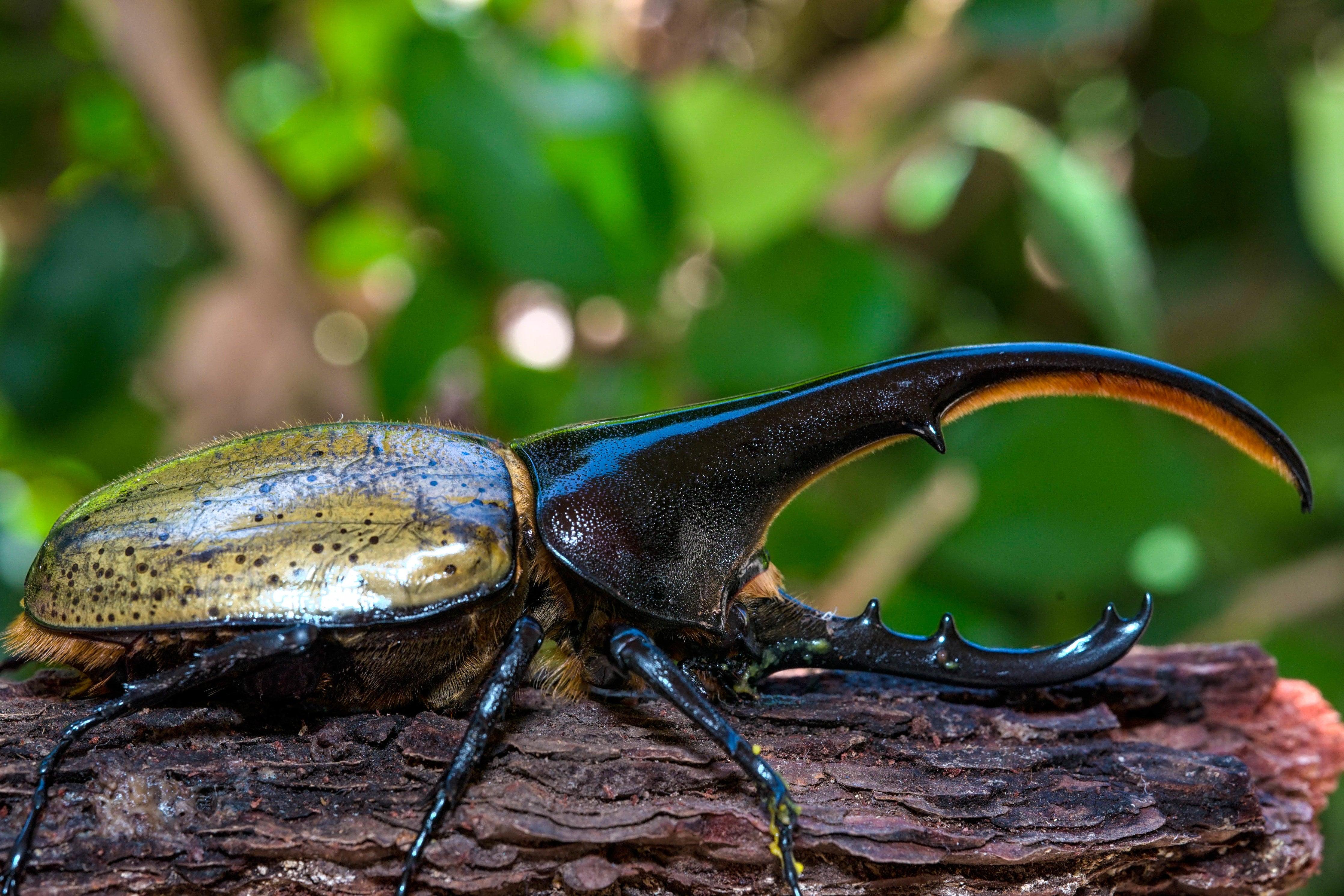 Hercules_Beetle