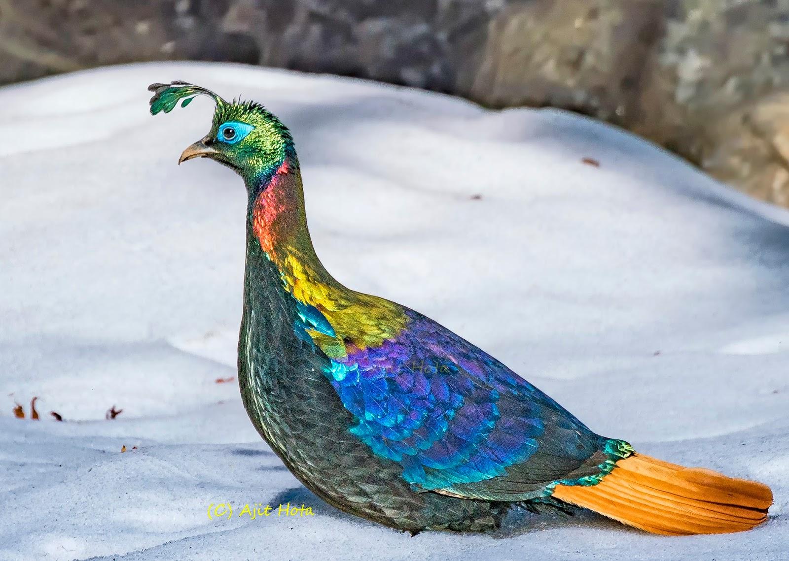 Himalayan_Monal_Impeyan_Pheasant