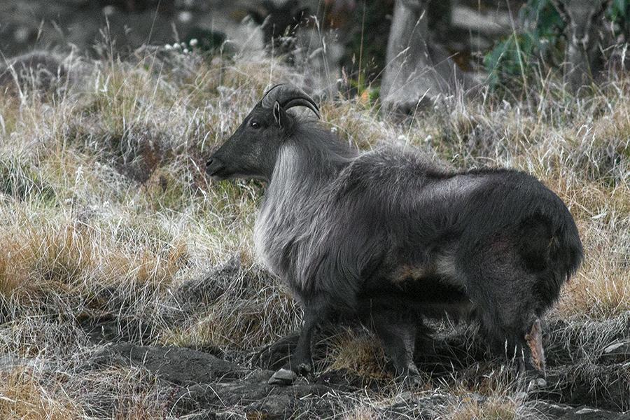 Himalayan_Tahr