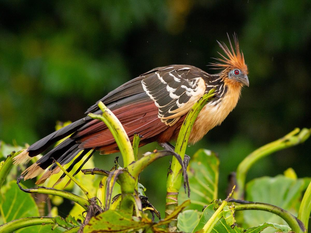 Hoatzin