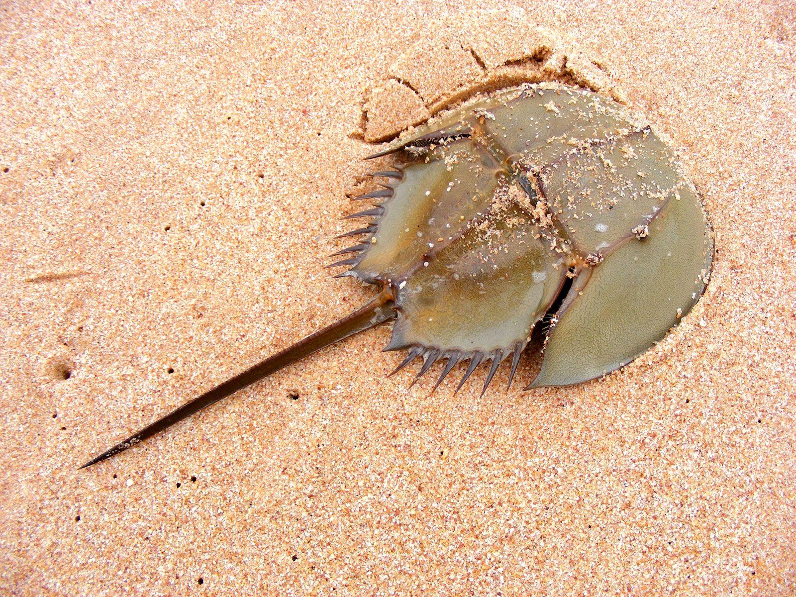 Horseshoe_Crab