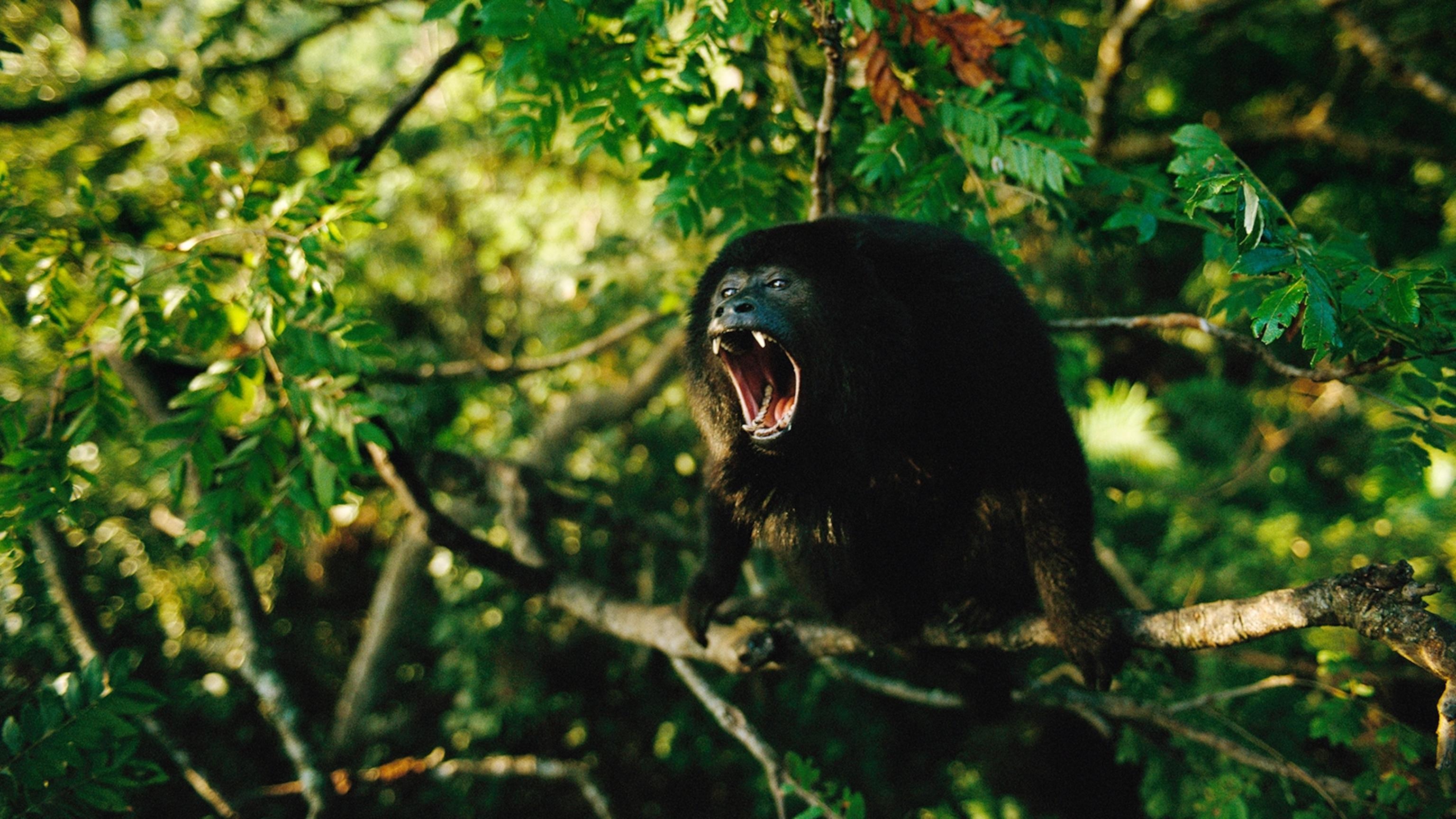 Howler_Monkey