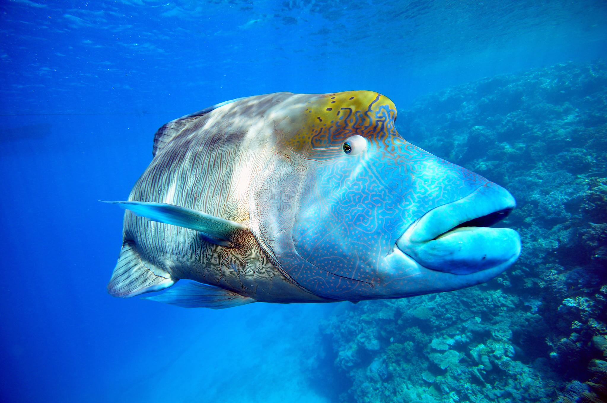 Humphead_Wrasse