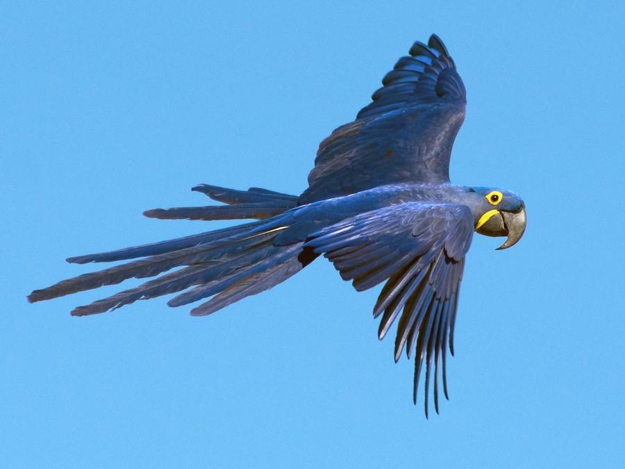 Hyacinth_Macaw