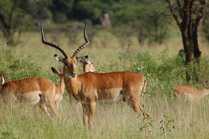 Impala