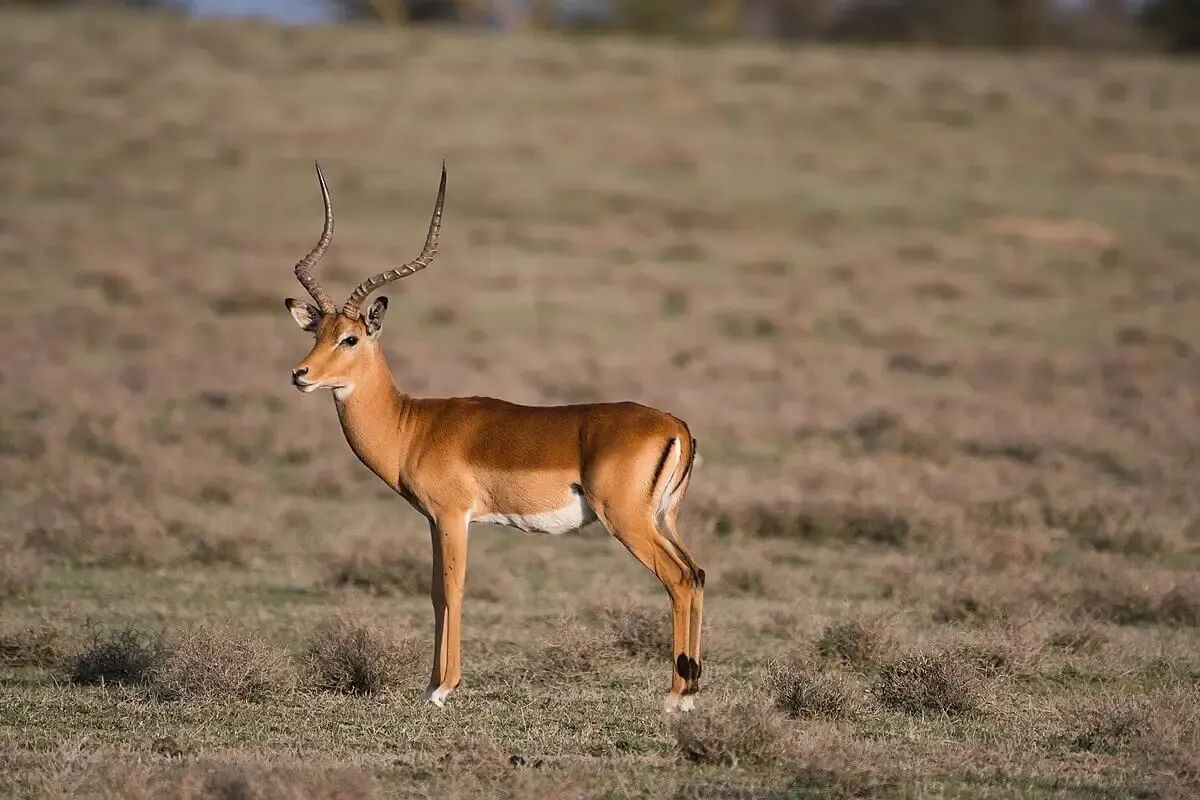 Impala