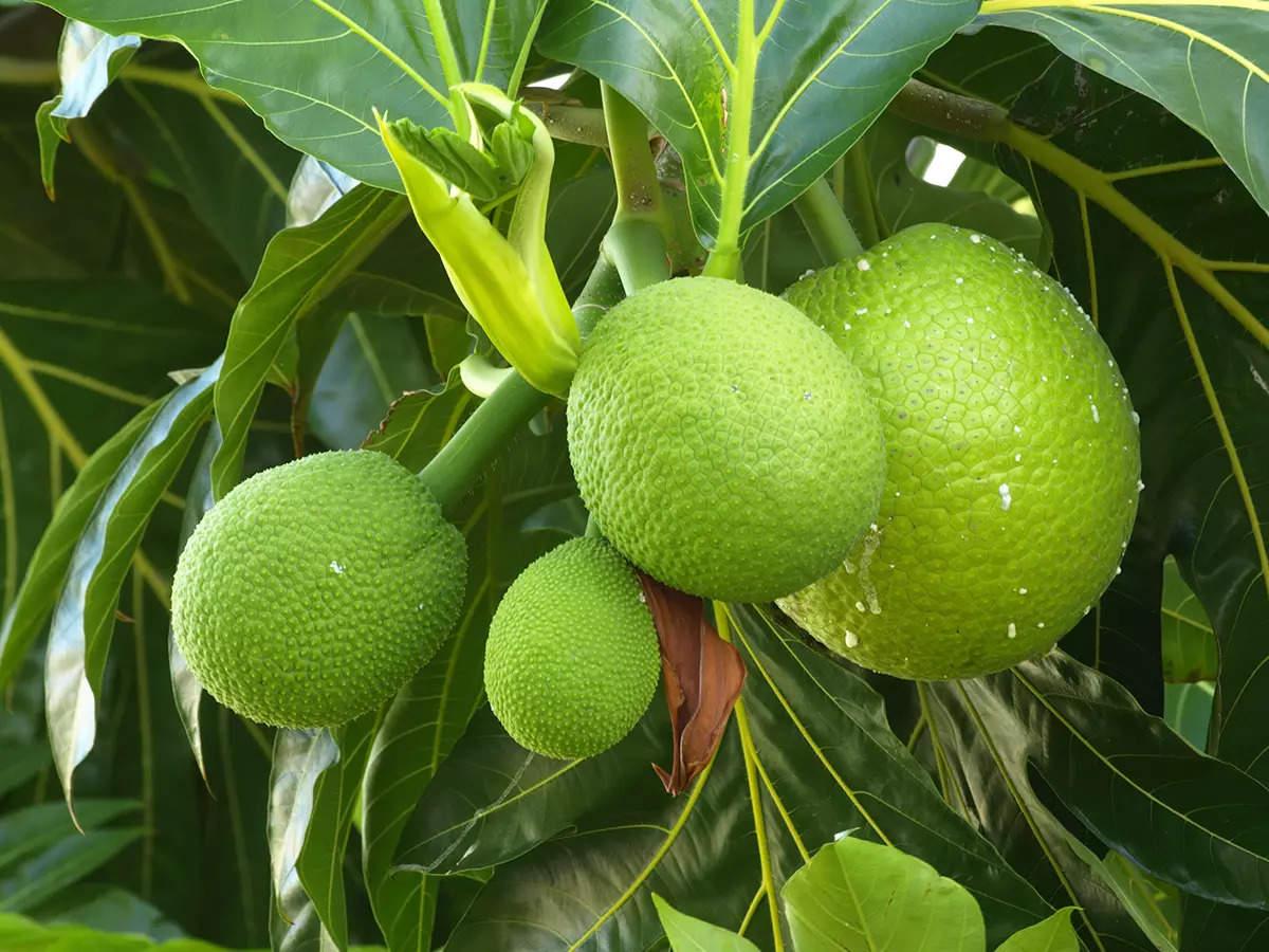 Indian_Breadfruit