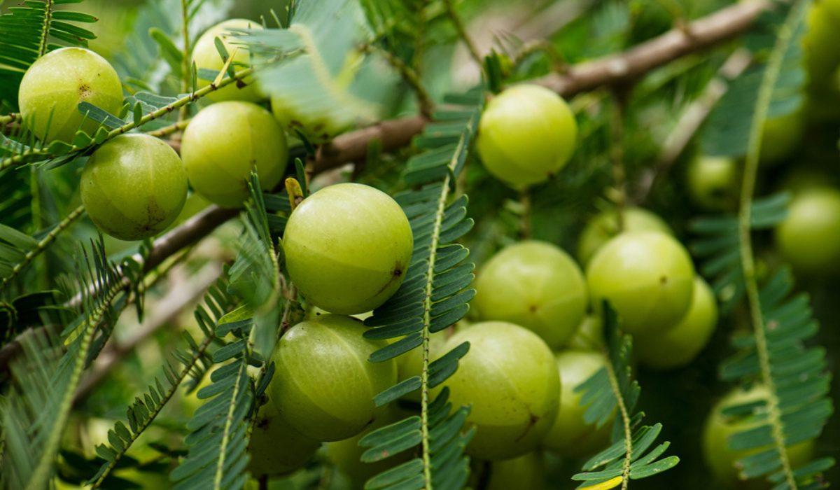 Indian_Gooseberry