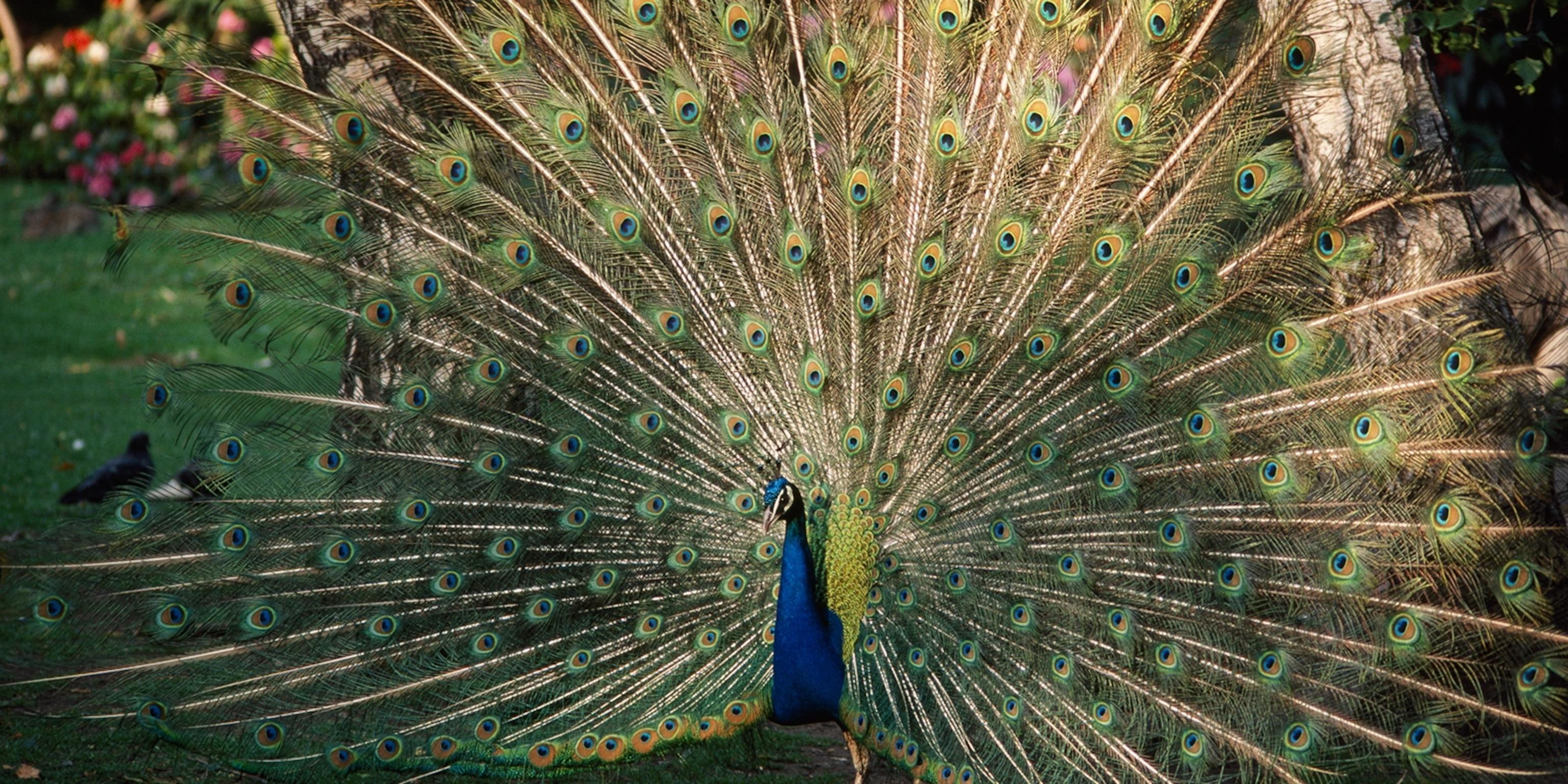 Indian_Peafowl