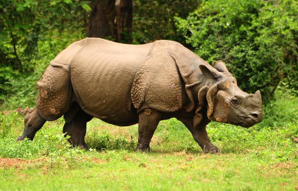 Indian_Rhinoceros