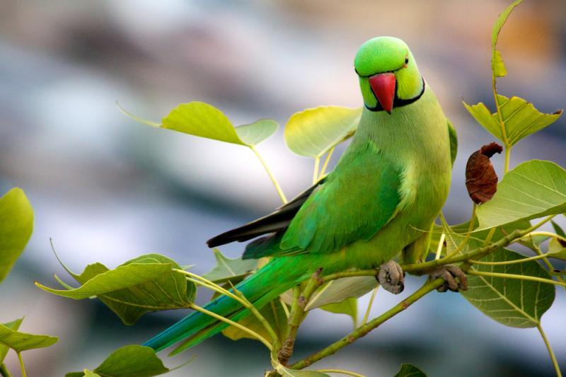 Indian_Ringneck_Parakeet