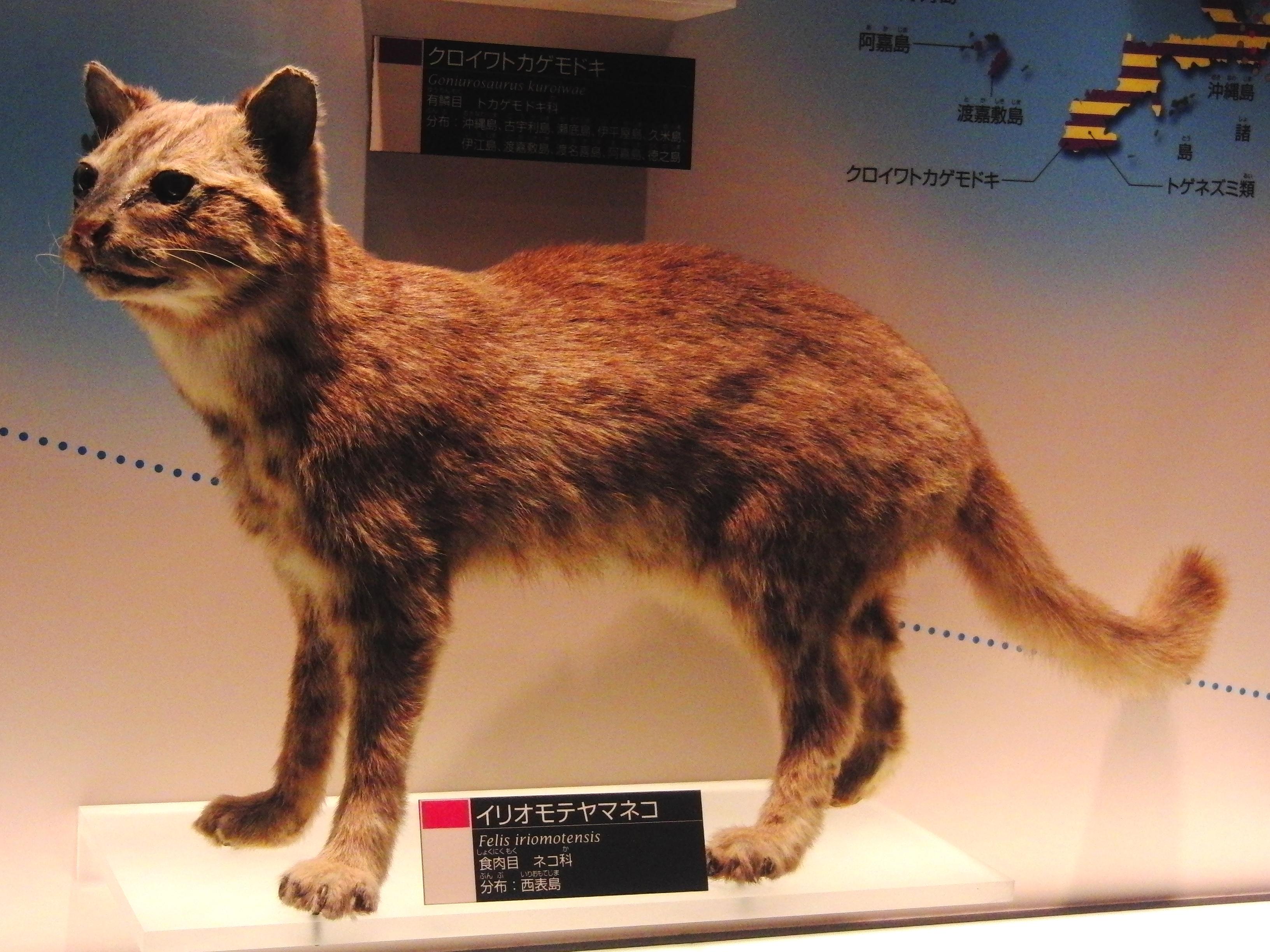 Iriomote_Cat