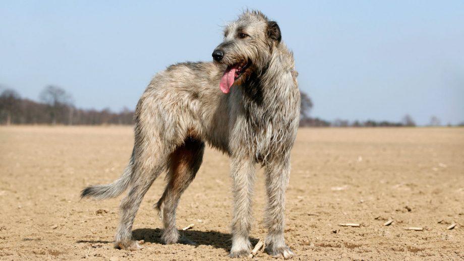 Irish_Wolfhound