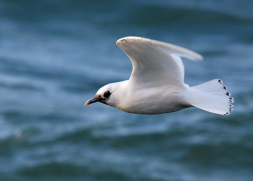 Ivory_Gull