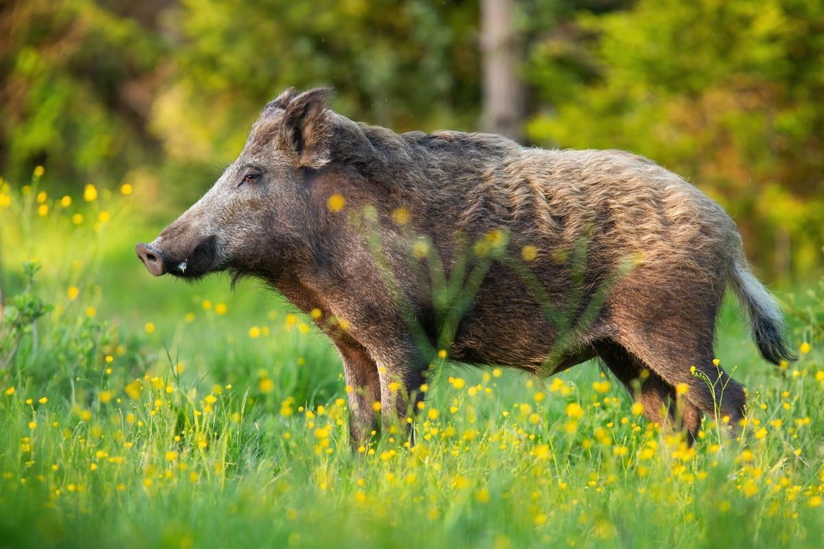 Japanese_Boars