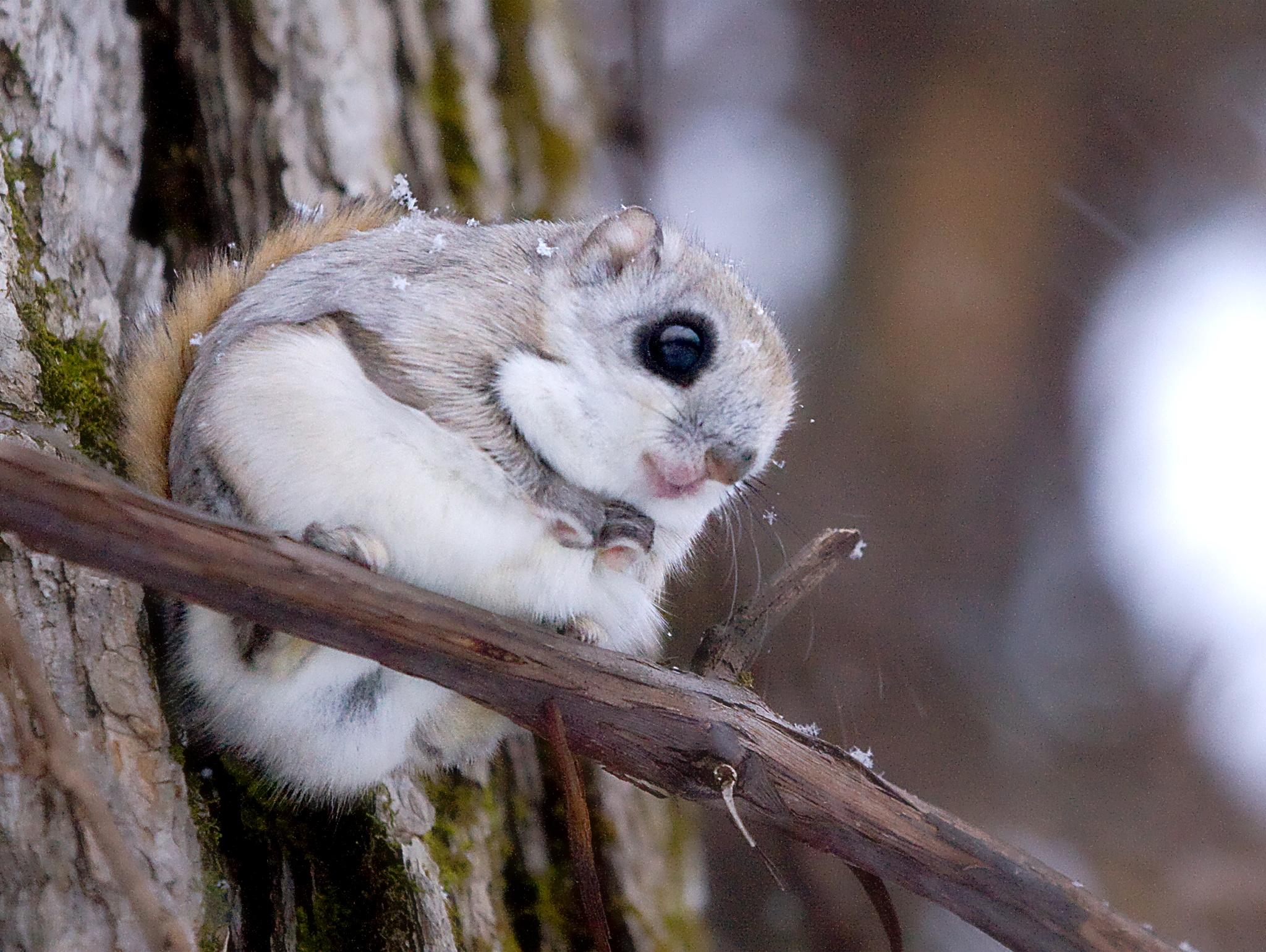 Japanese_Flying_Squirrel