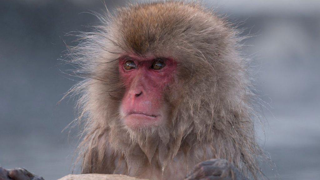 Japanese_Macaque