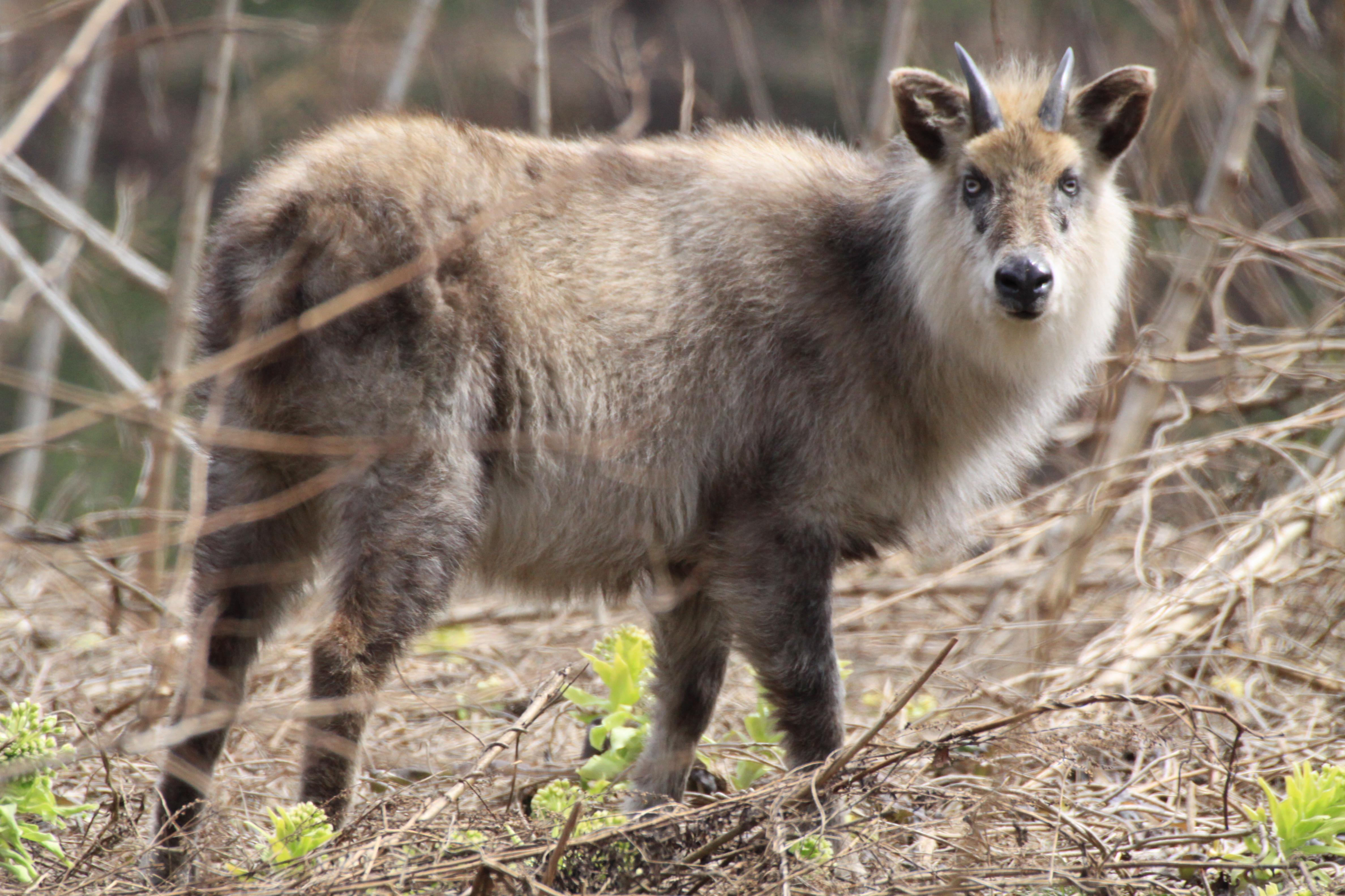 Japanese_Serow